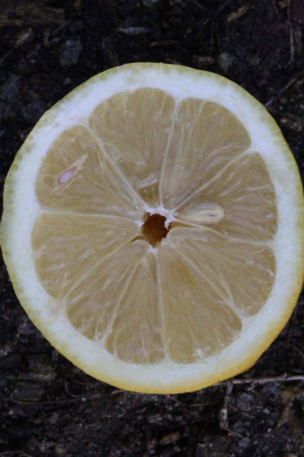              Fruit cross-section (Lindcove, CA)       